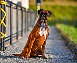 Pferdesporttage 2024